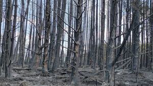 Watch: ‘It’s a scene of utter devastation’