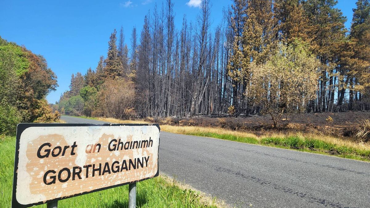 Watch: Local community activist outlines damage inflicted by West Roscommon wildfires on natural environment