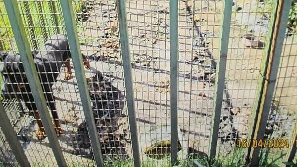 Dog owner could face jail after 'scared, malnourished' pet found living in own filth