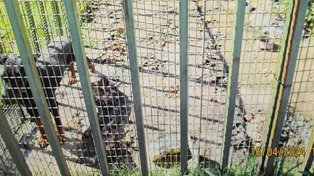 Dog owner could face jail after 'scared, malnourished' pet found living in own filth