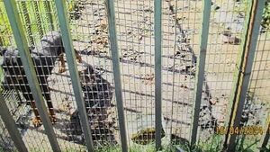 Dog owner could face jail after 'scared, malnourished' pet found living in own filth Dog owner could face jail after 'scared, malnourished' pet found living in own filth