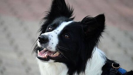 Dogs Trust issues hot weather warning for dog owners