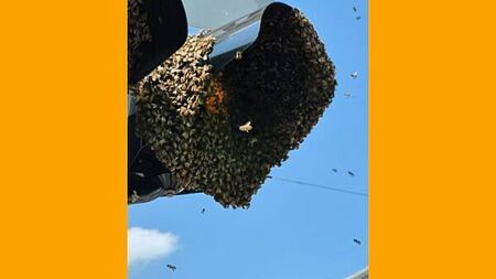People flee in fright as giant ball of bees swarm traffic lights in Limerick City