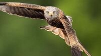 Police investigate after red kite found fatally poisoned in Co Down