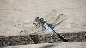 First recorded sighting of rare dragonfly in Belfast hailed by conservationists