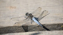 First recorded sighting of rare dragonfly in Belfast hailed by conservationists