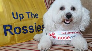 Bailey is the pawfect choice for the Nose of Tralee
