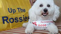Bailey is the pawfect choice for the Nose of Tralee