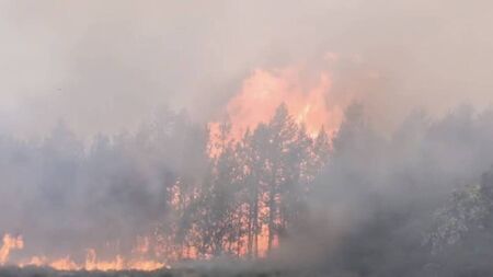 Coillte confirms it will replant forestry ‘in coming months’ following West Roscommon wildfires
