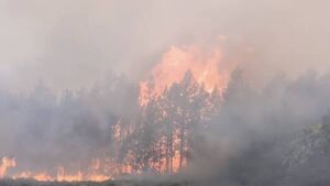 Coillte confirms it will replant forestry ‘in coming months’ following West Roscommon wildfires