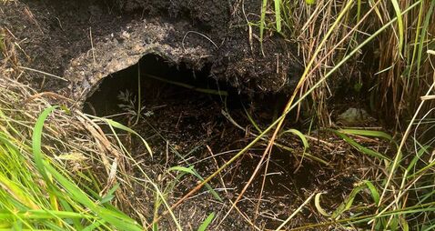 Public meeting in County Roscommon over land flooding fears due to bog rewetting