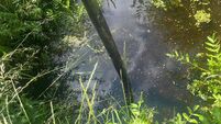 Bord na Móna urged to halt bog rewetting to address flooding fears