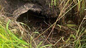 MEP Mullooly and Deputy Fitzmaurice to visit landowner sites this morning over bog rewetting concerns