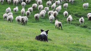 Large crowds expected for Irish National Sheepdog Trials in County Roscommon