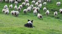 Large crowds expected for Irish National Sheepdog Trials in County Roscommon