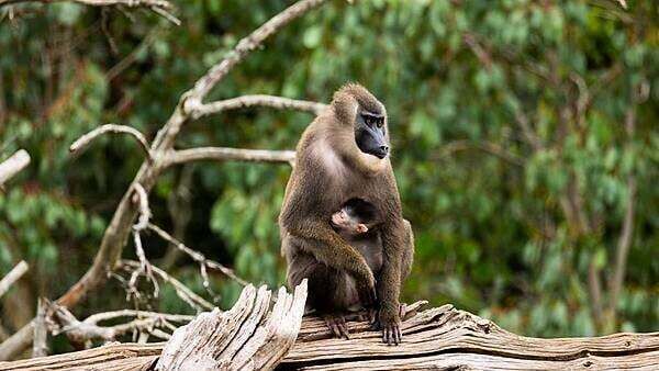 Fota Wildlife Park announces birth of endangered drill monkey