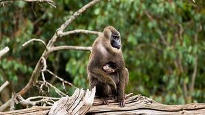 Fota Wildlife Park announces birth of endangered drill monkey Fota Wildlife Park announces birth of endangered drill monkey