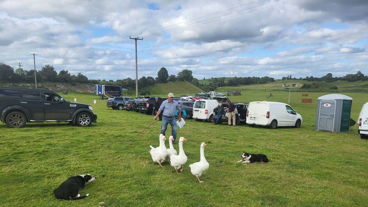 Some quack! Dogs herding geese on a Roscommon farm!