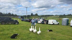 Some quack! Dogs herding geese on a Roscommon farm! Some quack! Dogs herding geese on a Roscommon farm!