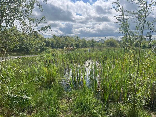 Ponds at the Palace NeighbourWood Park have allowed sub-aquatic life to flourish. 