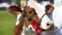 Roscommon Agricultural Show gets underway