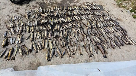 Anglers fear up to 46,000 fish dead after ‘devastating’ kill on Blackwater in Co Cork