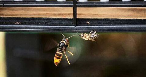 Asian hornet nest discovered in Cork City