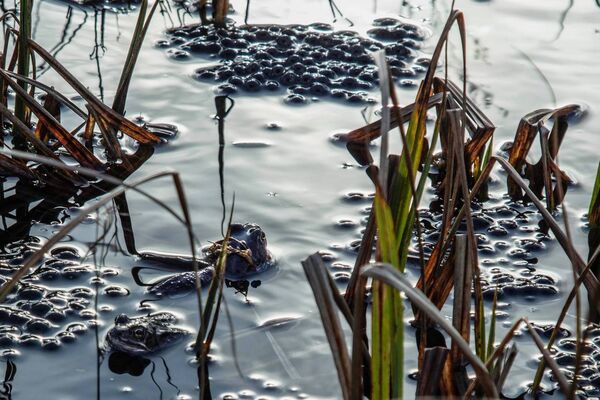 Frogs at Strokestown. Pic: Paula T. Nolan Frogs at Strokestown. Pic: Paula T. Nolan