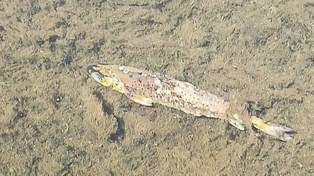 No causal link between discharges from businesses and major fish kill in Cork, EPA says