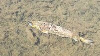 No causal link between discharges from businesses and major fish kill in Cork, EPA says