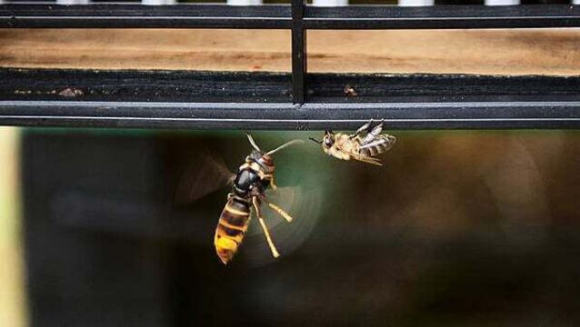 Ireland still only has one confirmed Asian Hornets nest, NPWS insists