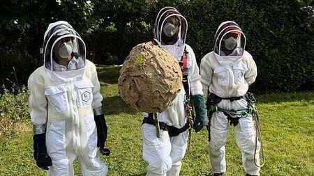 Nest of invasive Asian hornets ‘safely removed’ in first for Ireland