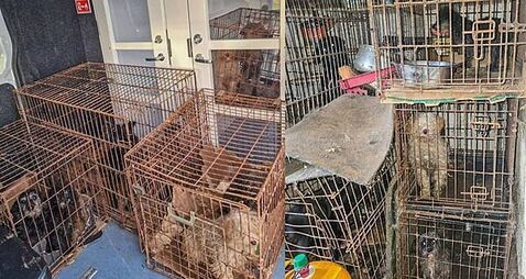 Donegal gardaí seize 14 dogs found in 'shocking conditions'