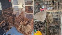 Donegal gardaí seize 14 dogs found in 'shocking conditions'