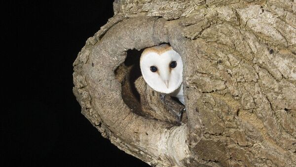 Barn owl population in county giving hope to conservationists