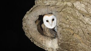 Barn owl population in county giving hope to conservationists Barn owl population in county giving hope to conservationists