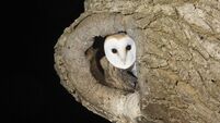 Barn owl population in county giving hope to conservationists