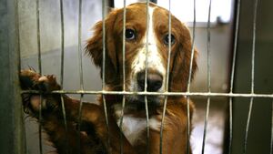 New five year contract advertised for County Roscommon’s dog control services