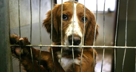 New five year contract advertised for County Roscommon’s dog control services 