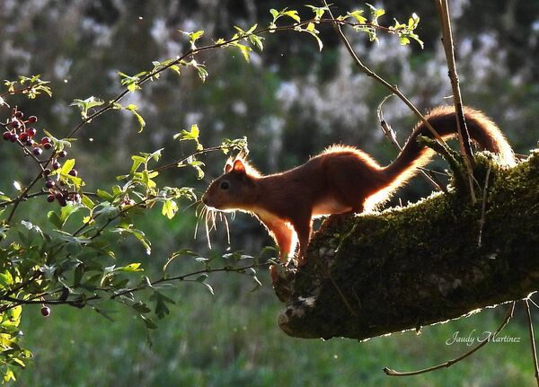 This red squirrel was pictured at the Demesne in Castlerea last week by Jaudy Martinez. 