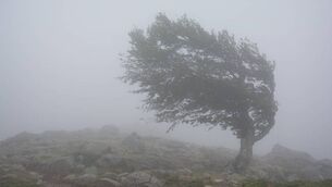 <p>Strong winds from Storm Amy are forecast to hit Ireland on Friday.</p>
