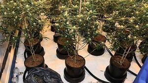 Two men (20s and 50s) arrested after €164,000 worth of cannabis seized in Wexford Two men (20s and 50s) arrested after €164,000 worth of cannabis seized in Wexford