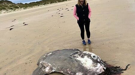 Huge Ocean Sunfish found washed up off Donegal coast