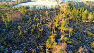 Storm Éowyn clean up cost council over €1 million Storm Éowyn clean up cost council over €1 million