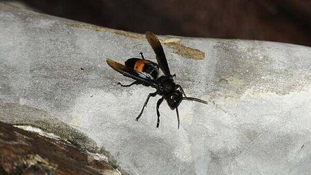 Asian hornet nest found in Belfast area, says minister