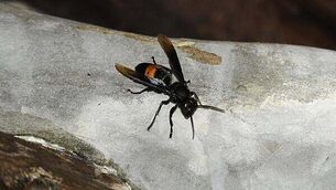 Researchers call on citizen scientists to support ‘Plan Bee’