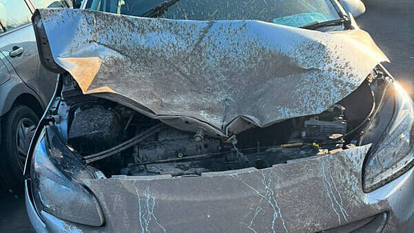 Motorist backs call for signage on Meath road after collision with deer