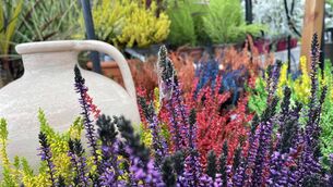 <p>Ardcarne Garden Centre has been forced to temporarily suspend its home deliveries.</p> <p>Ardcarne Garden Centre has been forced to temporarily suspend its home deliveries.</p>