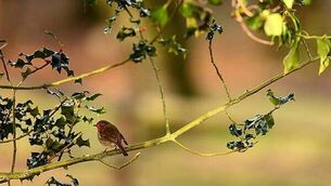 Limerick based firm agrees not to vote to remove executive from board