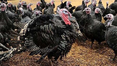 No threat to Christmas turkey supplies yet — Chief Veterinary Officer